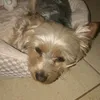 yadowitywonsz