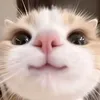 chocolatevakeomutdau88