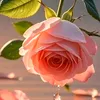 bakhtawar865