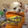 goddessofcheetos
