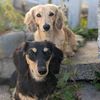 Valinor Dachshunds