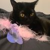 kitty28873825