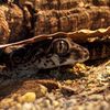 pnw_gecko_cave09