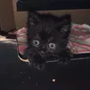 аккаунт кошечки Чернички