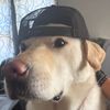iilovemy_doggo