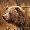 _.grizzly_bear._