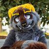 bowlofwolfieos