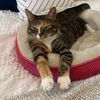 anniskater