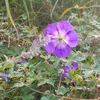 bluestar076