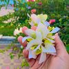 emanbabekir7