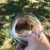 gatorboy223