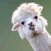 alpacacock