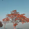 kienlua_so1