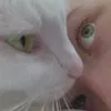 ssodgg