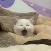 ta_co_