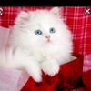 reema19856