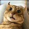 mewdyhere