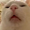 vô tri