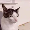 urmajesty.bitch
