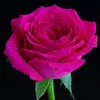 mimi.rose28