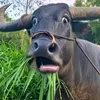 namtvnd