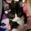 ailxng_