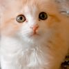 xtlyshcato1