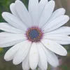 zainabhawlery