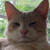laniecat123
