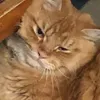 paesiriratt