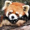 drowsy_red_panda