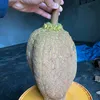 hoductien