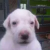 fywpls