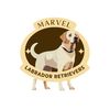 marvelretrievers