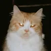 ziggy_meow