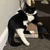 ryleeisokay