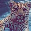 sohaib4140