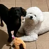 copito._pepita