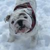 Eggnog The Bulldog