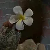 privvqa_