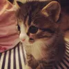 meowo_o01