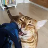 bengalischebutterkatze