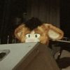 rumifoster