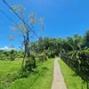 thanhtan_291
