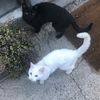 d_mew