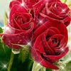 al_3ayash