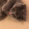 hugo_the_kitten