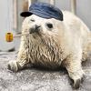 aspicyseal