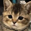 heyshortythecat