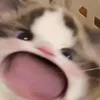 meohuhong3